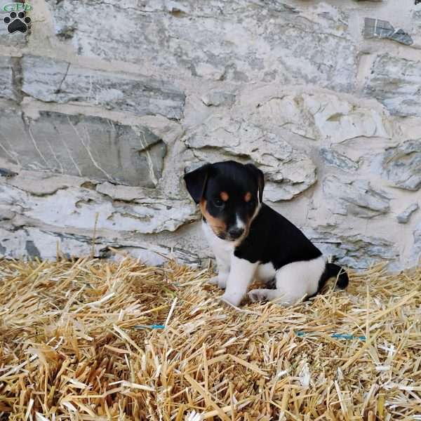 Chocolate Chip, Jack Russell Terrier Puppy